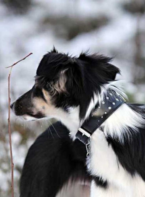 Designer myndehalsbånd med refleks, håndlavet, Reflective